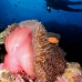 anemonefish_pink_mid_v_0705_png1298.jpg